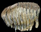Fossil Palaeoloxodon Molar - Hungary #111822-1